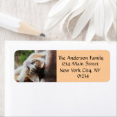 Étiquette Cute Calico Kitten Amoureux des chats Retourner l' (En situation)