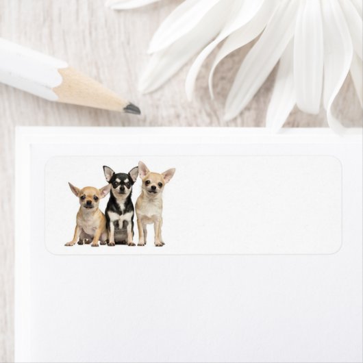 Étiquette Cute Chihuahuas (En situation)