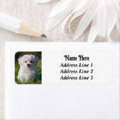 Étiquette Cute Fluffy White Maltese Chien de Chien de Chien (En situation)