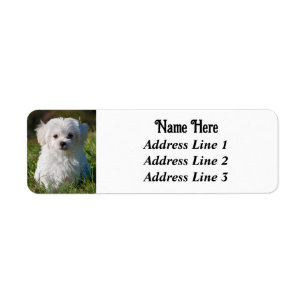 Étiquette Cute Fluffy White Maltese Chien de Chien de Chien