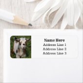 Étiquette Cute Nigerian Dwarf Dairy Chèvre Kid Retour Adress (En situation)