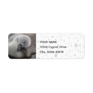 Étiquette Cygnet Swan dans la pluie