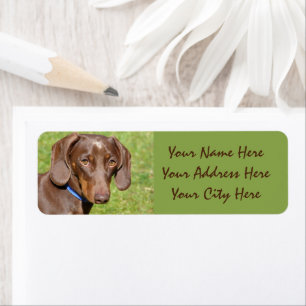 Étiquette Dachshund