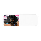 Étiquette dachshund-chiot mignon (Devant)