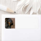 Étiquette dachshund noir et l'amour tan avec pic (En situation)