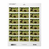 Étiquette d'adresse de Bison en liberté (Feuille entière)