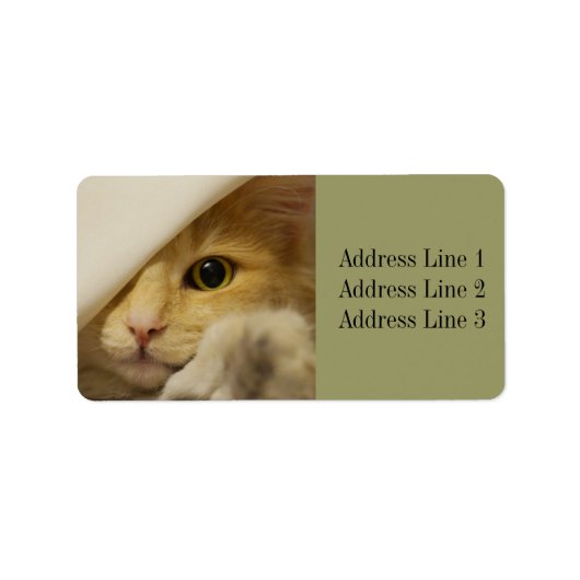 Étiquette d'adresse de photo de chaton mignon (Devant)