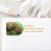 Étiquette d'adresse de retour Orangutan (En situation)