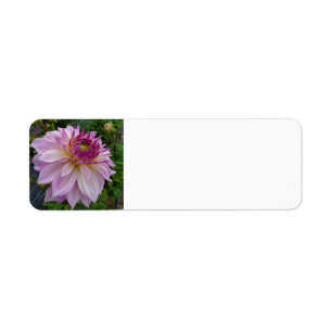 Étiquette Dahlia rose