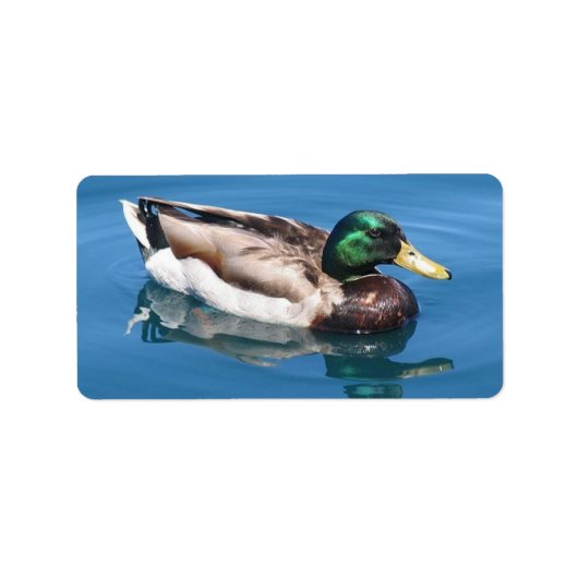 Étiquette de adresse de canard mâle (Devant)