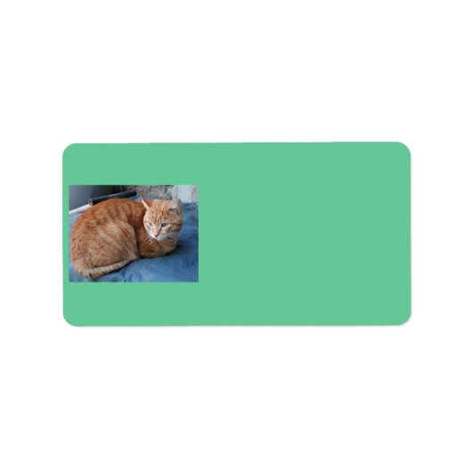 Étiquette de adresse de chats beige (Devant)