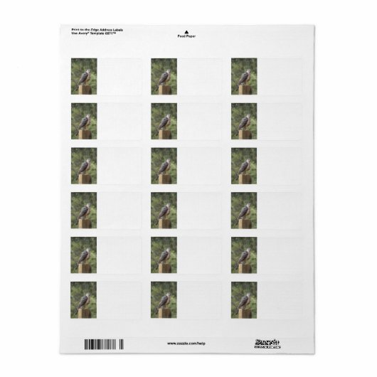 Étiquette de adresse de la Hawk de Cooper (Feuille entière)