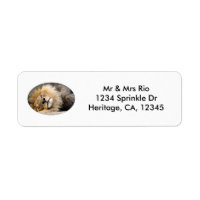 Étiquette de adresse de l'évier Lion endormi