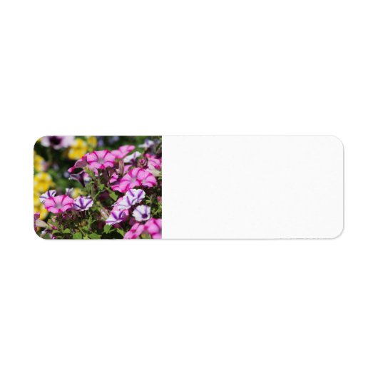 Étiquette de adresse pétunien rose (Devant)