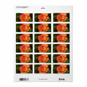 Étiquette de adresse Rose orange (Feuille entière)