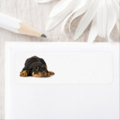Étiquette de adresse Rottweiler (En situation)