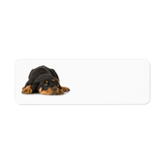 Étiquette de adresse Rottweiler (Devant)