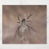 Étiquette de bouteilles Spider (Étiquettes simples)