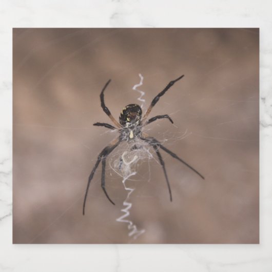 Étiquette de bouteilles Spider (Étiquettes simples)