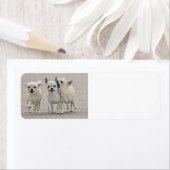 Étiquette de Chihuahua Puppies (En situation)