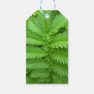 Étiquette de don avec feuilles botaniques vertes