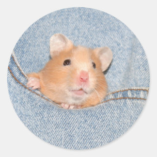 Étiquette de hamster de poche