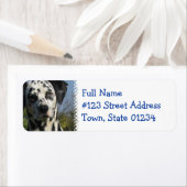 Étiquette de l'adresse de retour de Dalmatie local (En situation)