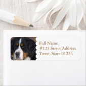 Étiquette de l'adresse de retour du chien de monta (En situation)