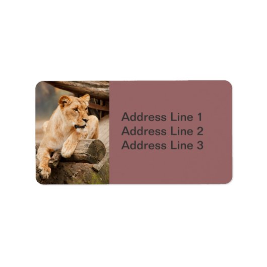 Étiquette de photo de lionne (Devant)