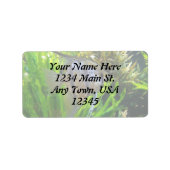 Étiquette de poisson ange (Devant)