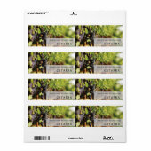 Étiquette de vin de Catarra (Feuille entière)