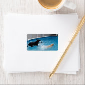 Étiquette Deux chiens qui sautent dans une piscine ! (En situation)