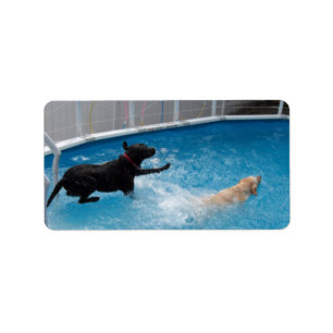 Étiquette Deux chiens sautant dans une piscine !