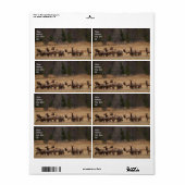 Étiquette d'expédition Elk Herd (Feuille entière)