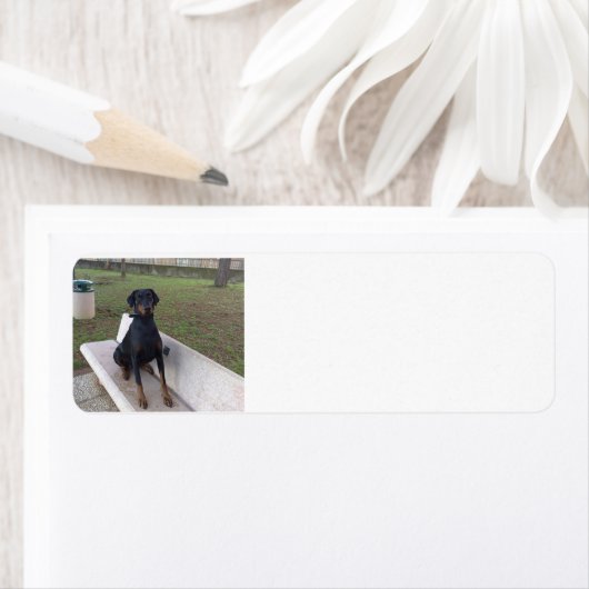 Étiquette doberman pinting (En situation)