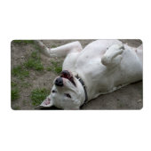 Étiquette Dogo Argentino (Devant)