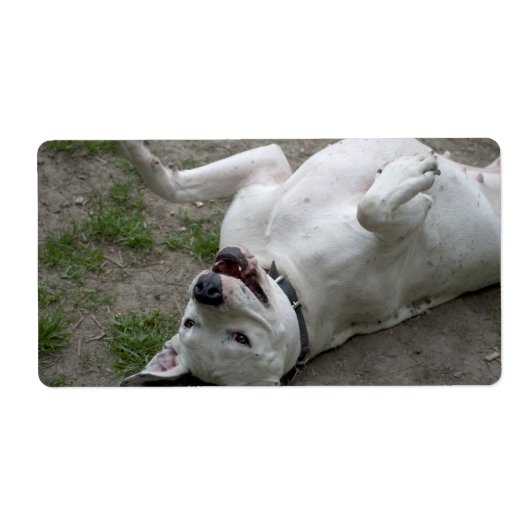 Étiquette Dogo Argentino (Devant)