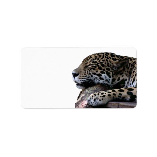 Étiquette Dormir Jaguar pas d'arrière - plan (Devant)