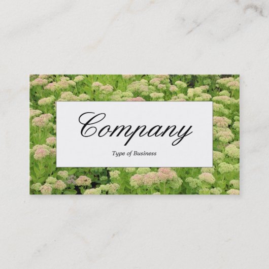 Étiquette du centre - Sedum (Automne Joy) (Devant)