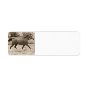 Étiquette du cheval arabe