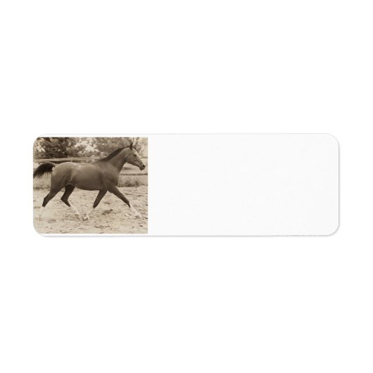 Étiquette du cheval arabe (Devant)