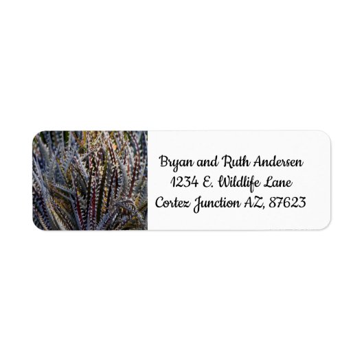 Étiquette Dyckia délice (Devant)