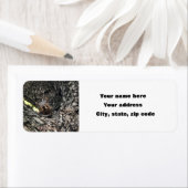 Étiquette Écureuil (En situation)