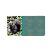 Étiquette Écureuil de Birch Bay (Devant)