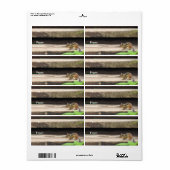 Étiquette Escaliers Escalades Chipmunk (Feuille entière)