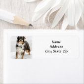 ÉTIQUETTE *ETIQUETTE AUSTRALIAN SHEPHERD* RETURN ADDRESS (En situation)