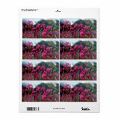 Étiquette Étoiles de tir dynamiques (Feuille entière)