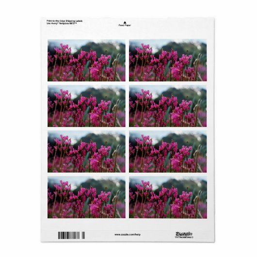 Étiquette Étoiles de tir dynamiques (Feuille entière)