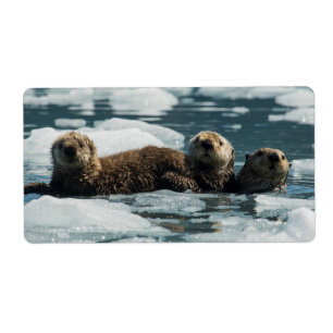 Étiquette Famille de loutre de mer