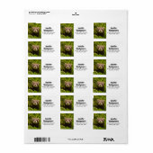 Étiquette Ferret Brown dans l'herbe (Feuille entière)